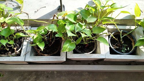 Potted plants in greenhouse