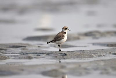 Close-up of bird perching on the beach