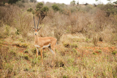 Antilope standing in a field