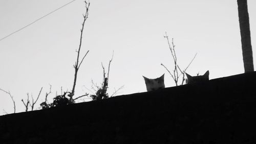 Low angle view of silhouette birds on roof against clear sky