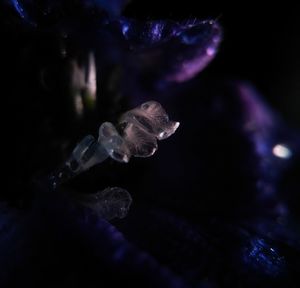 Close-up of turtle in aquarium