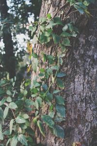 Close-up of ivy growing on tree trunk in forest