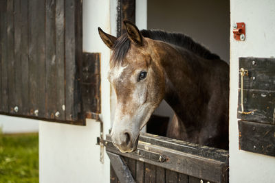 Close-up of a horse in stable