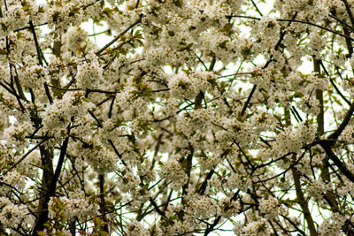 Low angle view of flower tree