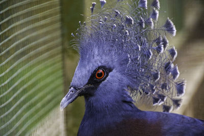 Close-up portrait of a bird