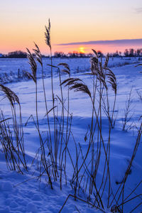 Scenic view of snow covered landscape during sunset