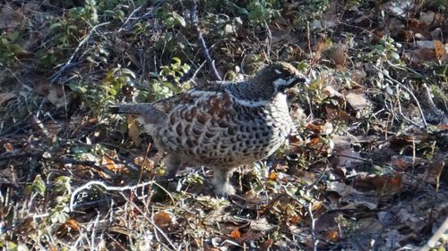 High angle view of a bird on land