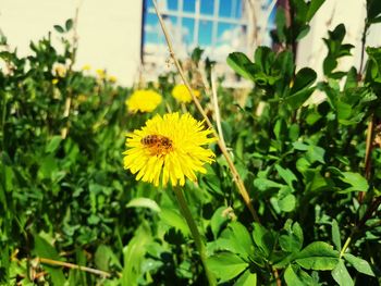 Close-up of yellow flowering plant