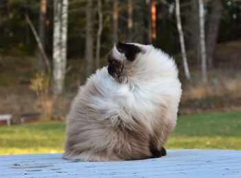 Cat looking away on field