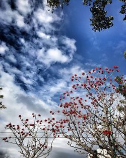 Close-up of blossom tree against sky during sunset