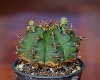 Close-up of succulent plant