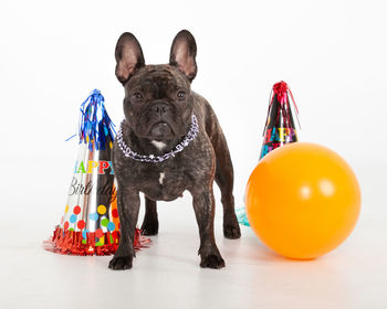 Close-up of dog with balloons against white background