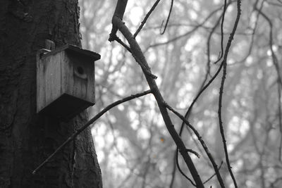 Low angle view of birdhouse on tree