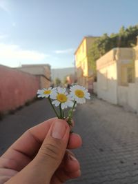 Close-up of hand holding flowering plant