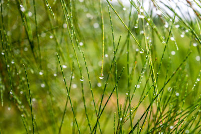 Close-up of wet grass during rainy season