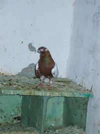 Bird perching on wall