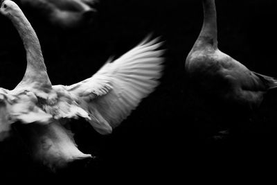 Close-up of bird flying over black background