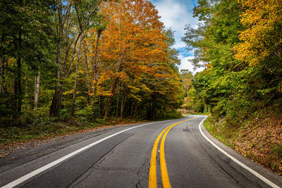 Empty road amidst trees
