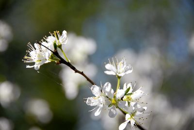 Close-up of white cherry blossom