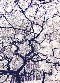 Low angle view of cherry blossoms against sky