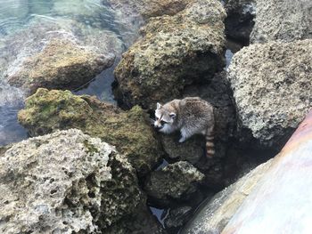 Raccoon on rocks