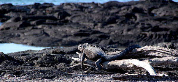 Lizard on a land