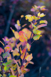 Close-up of purple flowering plant leaves