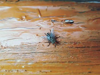 Close-up of fly on wood