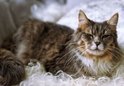 Close-up of cat sitting