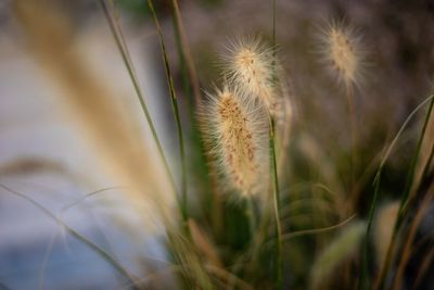 Close-up of dried plant on field