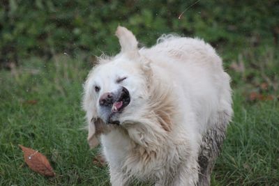 Close-up of dog on field