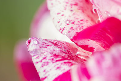 Close-up of wet pink rose flower