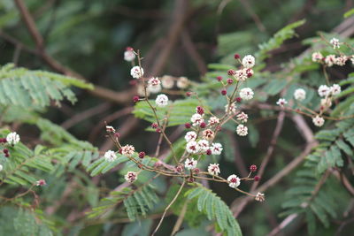 Close-up of flowering plant