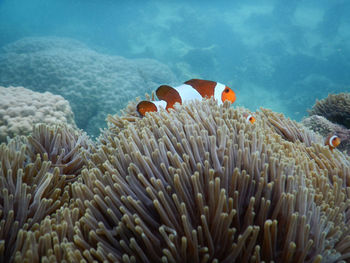 View of fish swimming in sea