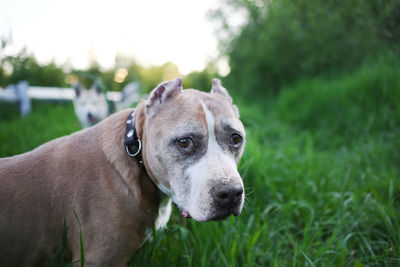 Portrait of dog on field