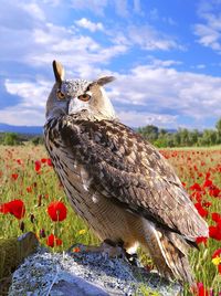 Euroasian eagle owl.