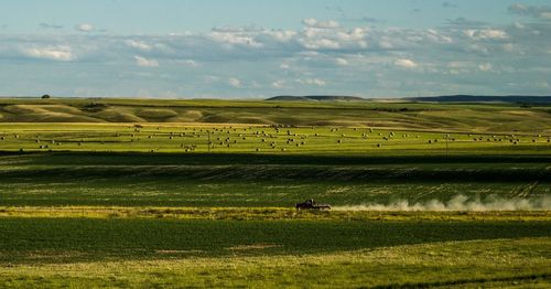 Scenic view of agricultural field against sky