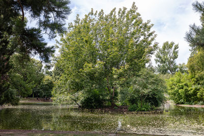 plant