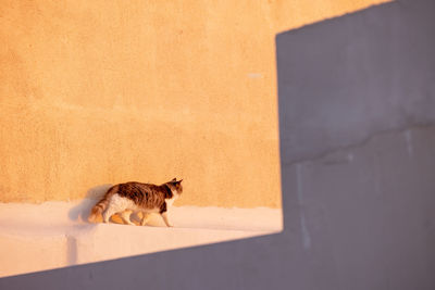 Cat looking through window