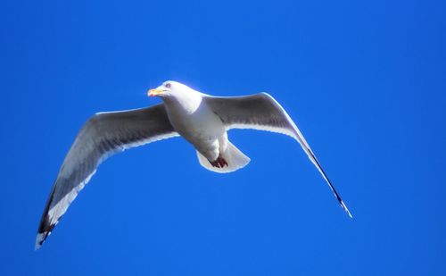 Low angle view of seagull flying in sky