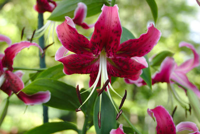 Close-up of pink flowering plant