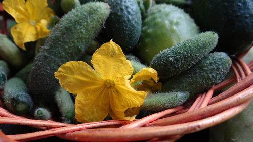 Close-up of yellow flower