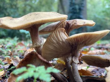 Close-up of mushrooms on land