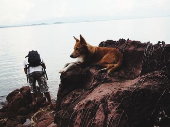 Dog relaxing on rock by sea against sky