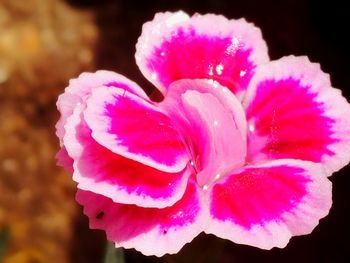 Close-up of pink water lily blooming outdoors