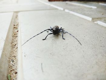 High angle view of spider on wall