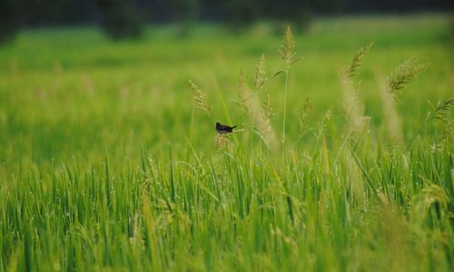 Insect on a field