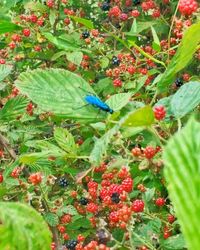 Close-up of berries growing on plant