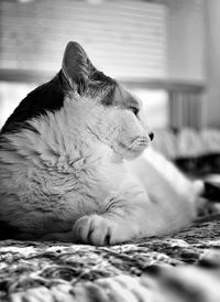 Cat resting on bed at home