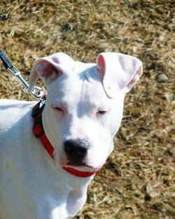 Close-up portrait of a dog